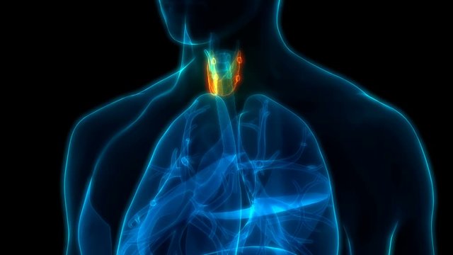 Human Glands Thyroid Gland Anatomy