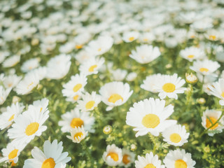 White camomiles on green field. The texture of the daisies. Background.