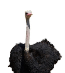 Ostrich in portrait upper body on isolated white background