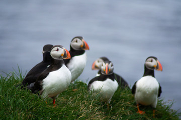 Plakat Close up/detailed portrait view of group of Arctic or Atlantic Puffins bird with orange beaks. Blue water color background. Latrabjarg cliff, Westfjords, Iceland. Popular tourist attraction in summer.