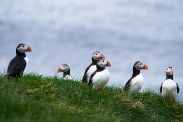 Close up/detailed portrait view of group of Arctic or Atlantic Puffins bird with orange beaks. Blue water color background. Latrabjarg cliff, Westfjords, Iceland. Popular tourist attraction in summer.