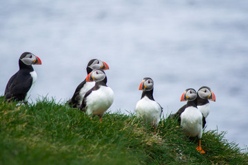 Close up/detailed portrait view of group of Arctic or Atlantic Puffins bird with orange beaks. Blue water color background. Latrabjarg cliff, Westfjords, Iceland. Popular tourist attraction in summer.