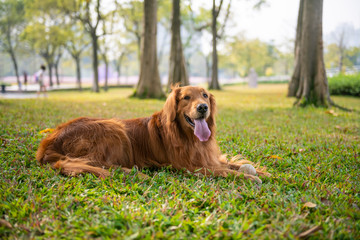 Cute golden retriever lying on the grass