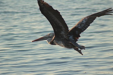 Pelican flying over the sea on the beach of Algarrobo, central coast of Chile