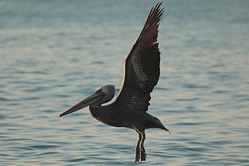 Pelican flying over the sea on the beach of Algarrobo, central coast of Chile