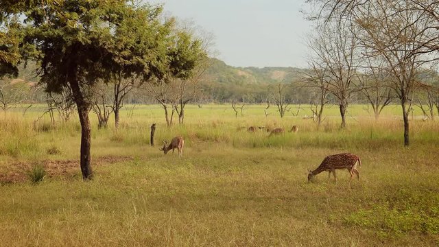 Chital or cheetal, also known as spotted deer, chital deer, and axis deer, is a species of deer that is native in the Indian subcontinent. Ranthambore National Park Sawai Madhopur Rajasthan India