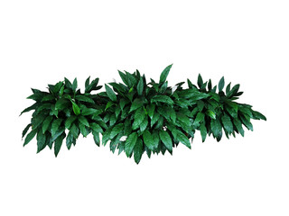 Green leaf bush on white background 