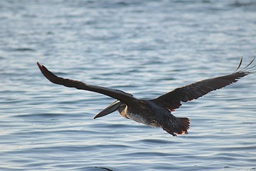 Pelican flying over the sea on the beach of Algarrobo, central coast of Chile