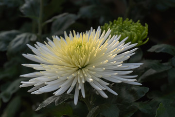 白い中輪の菊／Chrysanthemum