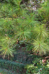 Conifer, long green needles close-up
