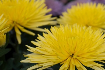 黄色い菊／Chrysanthemums