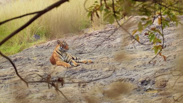 Bengal tiger is a Panthera tigris population native to the Indian subcontinent. Ranthambore National Park Sawai Madhopur Rajasthan India.