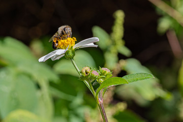 insect on flower