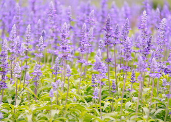 Naklejka premium field of purple flowers