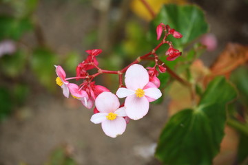 pink flowers in garden