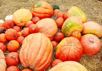 pumpkins and gourds