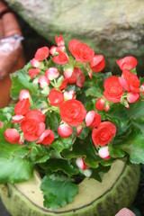 red roses in the garden