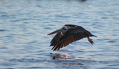 Pelican flying over the sea on the beach of Algarrobo, central coast of Chile