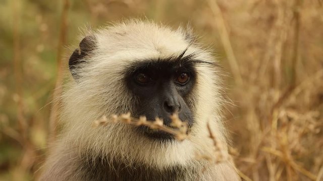 Gray langur (Semnopithecus), also called Hanuman langur is a genus of Old World monkeys native to the Indian subcontinent. Ranthambore National Park Sawai Madhopur Rajasthan India