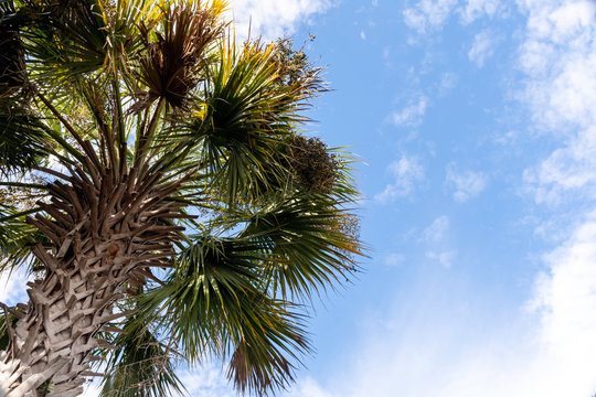 A salbal palmetto, known as a Palmetto tree, is the state tree of South Carolina and a true symbol of the South is seen against a blue sky. 