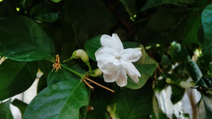 jasmine flower against a background of green leaves