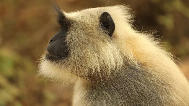Gray langur (Semnopithecus), also called Hanuman langur is a genus of Old World monkeys native to the Indian subcontinent. Ranthambore National Park Sawai Madhopur Rajasthan India