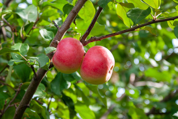 Red Ripe apples on a branch on a background of green foliage. Close-up on a sunny day