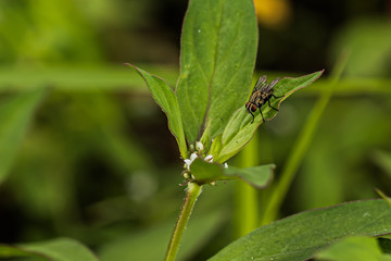 Fly on a leaf