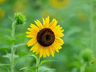 満開のひまわりの花