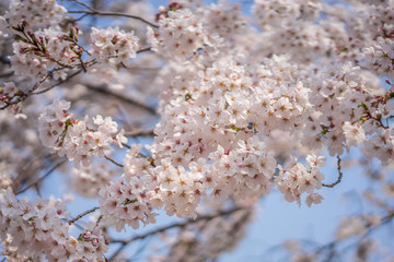 close up marco full bloom cherry blossom beauiful Sakura tree at japan cherry blossom  forecast pink asian flower perfect season to travel and enjoy japanese culture idea long weekend holiday relax