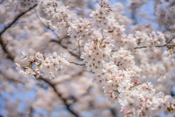 close up marco full bloom cherry blossom beauiful Sakura tree at japan cherry blossom  forecast pink asian flower perfect season to travel and enjoy japanese culture idea long weekend holiday relax