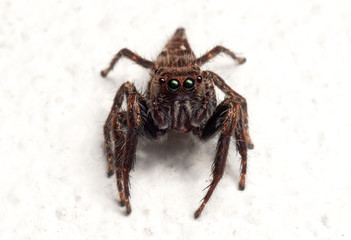 Macro Photo of Jumping Spider Isolated on White Floor