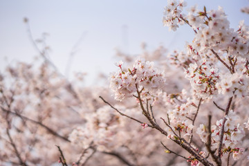 close up marco full bloom cherry blossom beauiful Sakura tree at japan cherry blossom  forecast pink asian flower perfect season to travel and enjoy japanese culture idea long weekend holiday relax