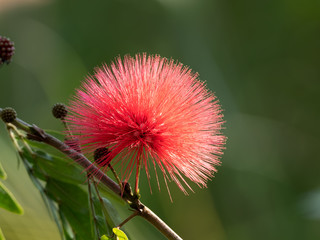Close up Red Powder Puff Flower Isolated on Background
