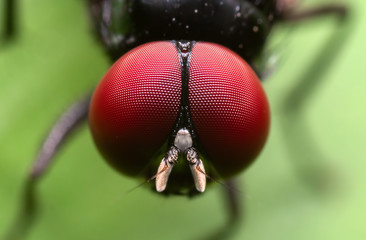Macro Photo of Head of Black Blowfly on Green Leaf