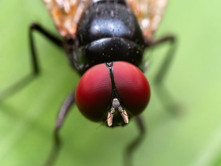 Macro Photo of Black Blowfly on Green Leaf