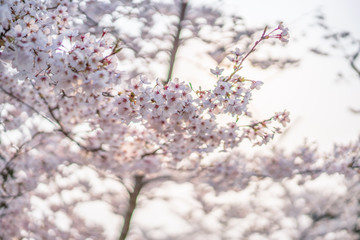 close up marco full bloom cherry blossom beauiful Sakura tree at japan cherry blossom  forecast pink asian flower perfect season to travel and enjoy japanese culture idea long weekend holiday relax
