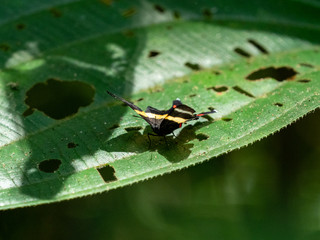 ニジイロシジミタテハ