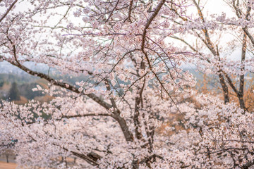close up marco full bloom cherry blossom beauiful Sakura tree at japan cherry blossom  forecast pink asian flower perfect season to travel and enjoy japanese culture idea long weekend holiday relax