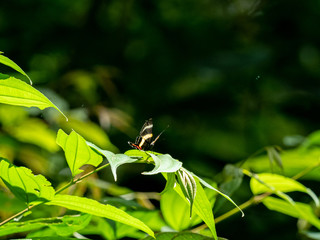 ニジイロシジミタテハ