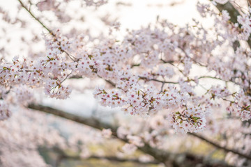 close up marco full bloom cherry blossom beauiful Sakura tree at japan cherry blossom  forecast pink asian flower perfect season to travel and enjoy japanese culture idea long weekend holiday relax