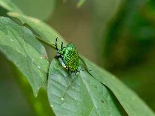 森の宝石（クジャクシジミ）