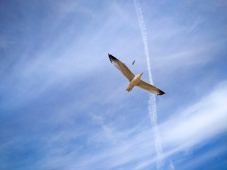Seagull soaring in the blue sky