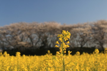 菜の花