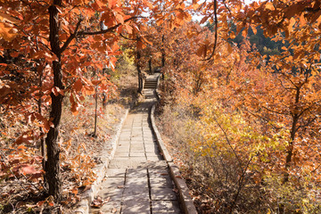 Fototapeta na wymiar Autumn scenery in a forest with a path of steps, beautiful colorful fall trees and leaves, seasonal hiking