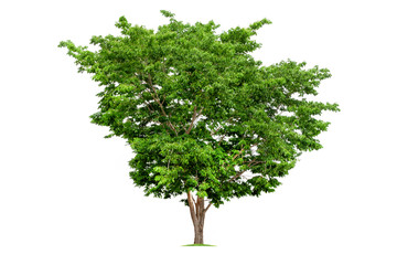 Fototapeta na wymiar Big tropical tree isolated on a white background. File contains with clipping path so easy to work.