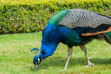 Obraz premium A beautiful peacock on the grass