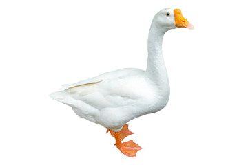 White goose isolated on white background. File contains with clipping path so easy to work.