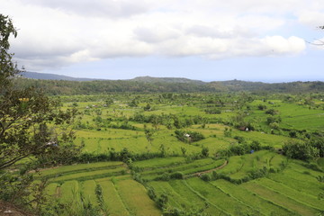 Fototapeta na wymiar A beautiful view of rice fields in Bali, Indonesia.