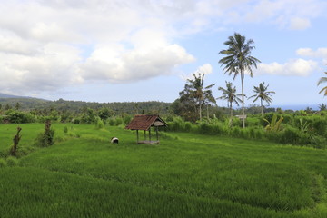 A beautiful view of rice fields in Bali, Indonesia.